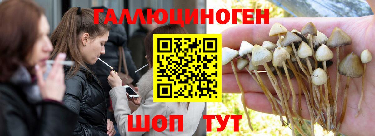 Галлюциногенные грибы Psilocybe Бузулук